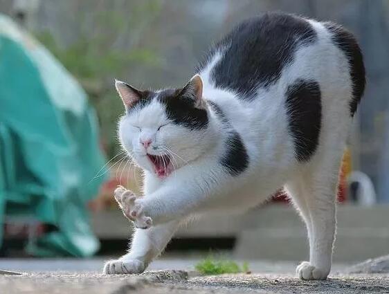 猫咪睡醒后打哈欠是咋回事