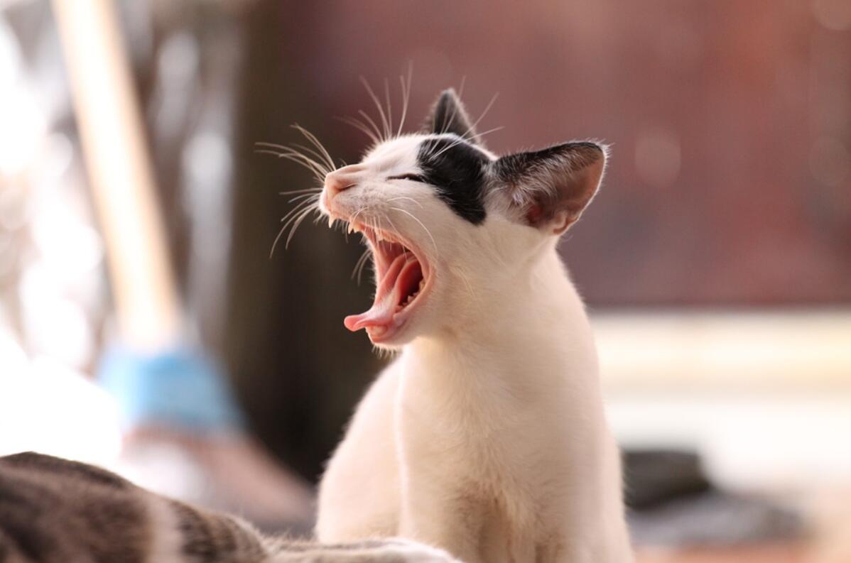 猫一直打哈欠怎么回事