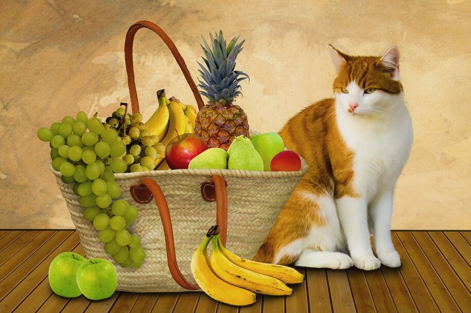猫咪可以吃葡萄提子吗