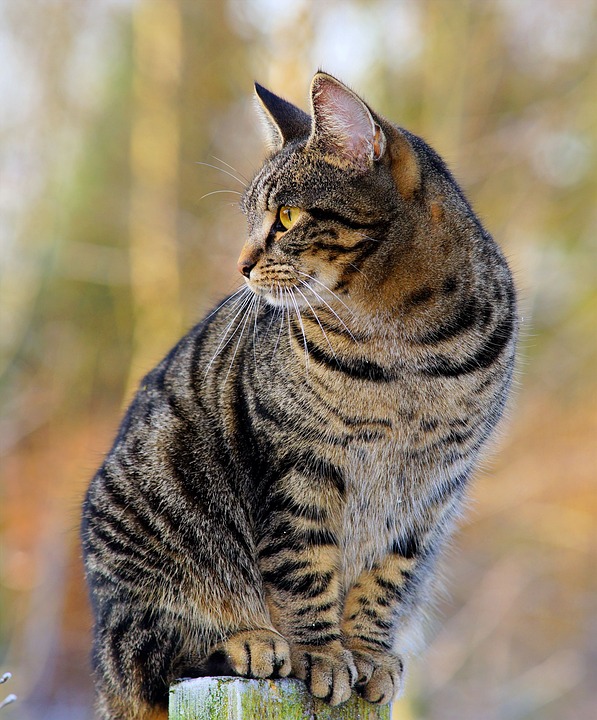标准狸花猫纹路是什么