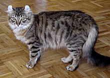 美国卷耳猫是什么品种 美国卷耳猫是什么品种