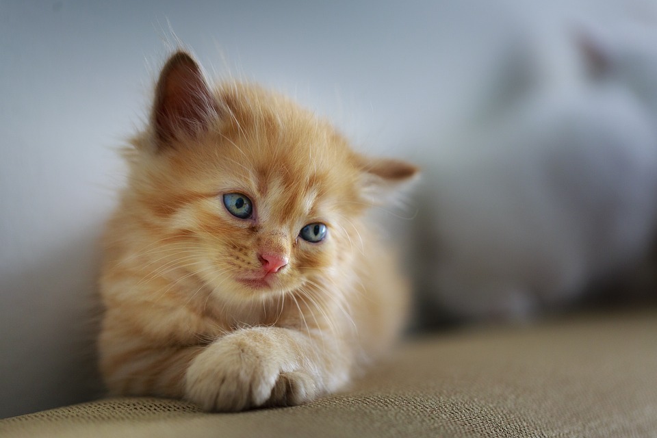 出门两天可以让猫咪自己在家吗
