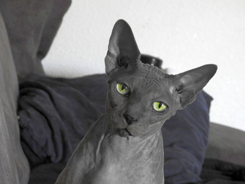 加拿大无毛猫为什么没有毛