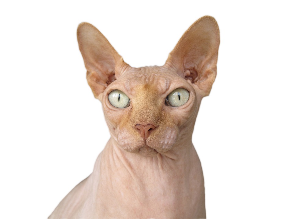 加拿大无毛猫贵吗