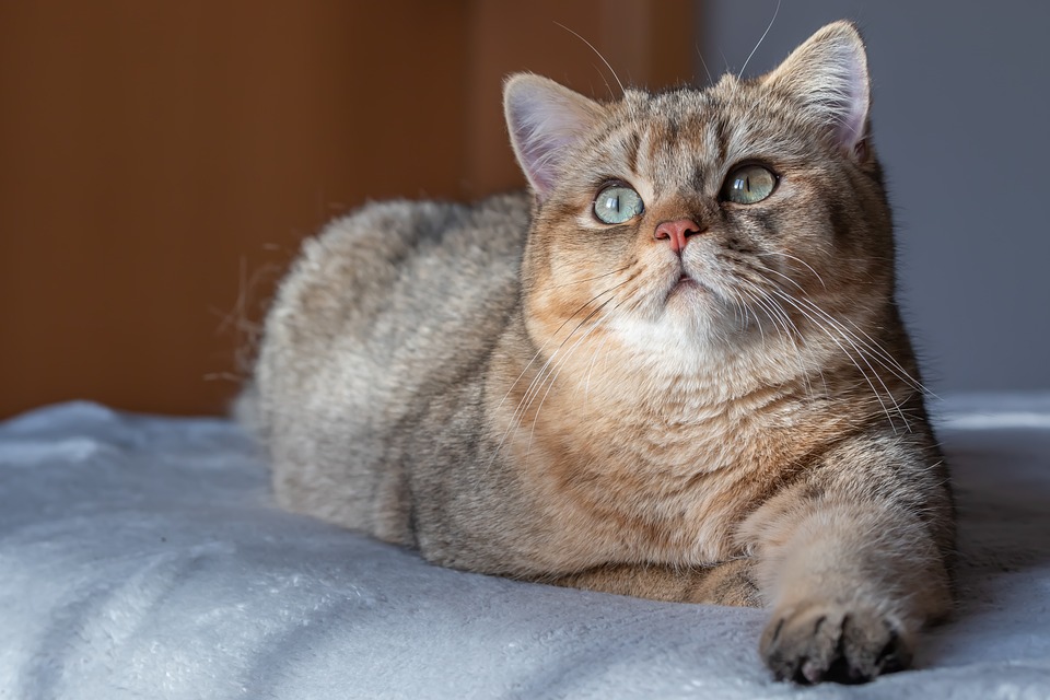 金渐层猫是什么品种