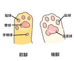 猫咪前脚后面的小指后面又一点小疙瘩是什么