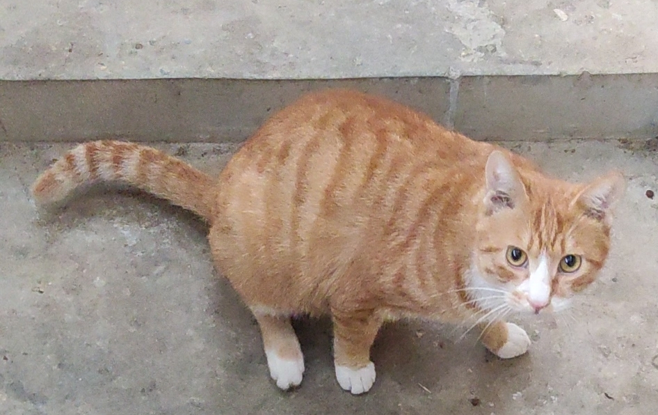 猫咪的瞳孔为什么会变大变小
