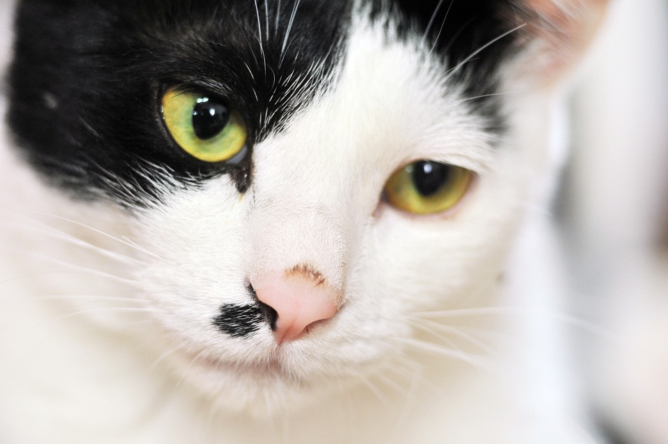 猫咪的叫声代表什么意思 猫咪的叫声代表什么意思