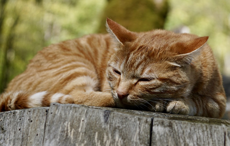 猫咪的睡眠时间正常是几个小时