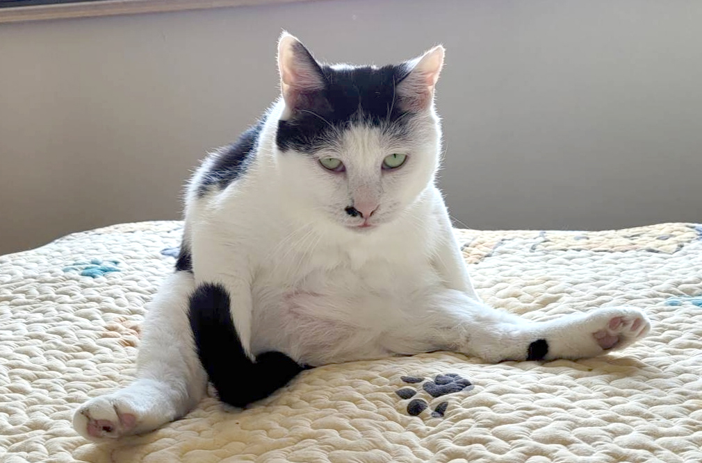 猫咪瞳孔变成一条线代表什么
