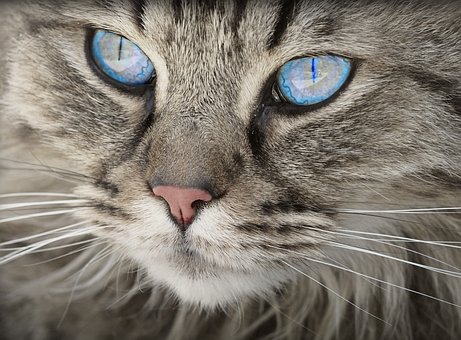 猫咪能分辨哪几种颜色