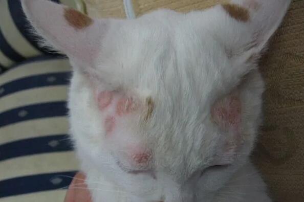 小猫耳朵前面的毛有点少是不是猫藓 小猫耳朵前面的毛有点少是不是猫藓